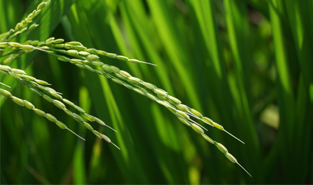 Mangzhong: A Season of Harvest and Eco-Friendly Action
